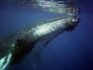 humpback-79855 1280