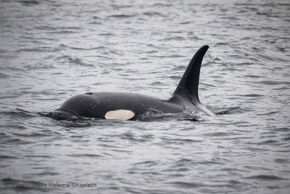 orca Photo by Steve Halama on Unsplash