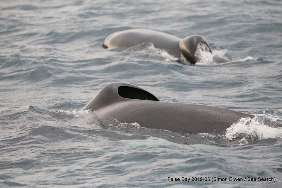 orcas sea search 1