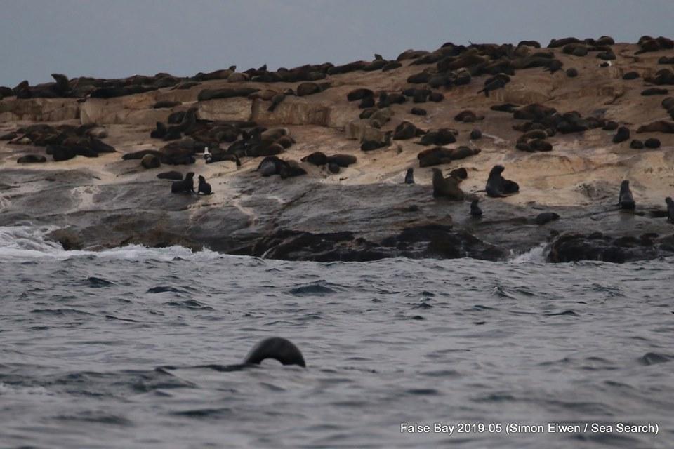 orcas sea search seals