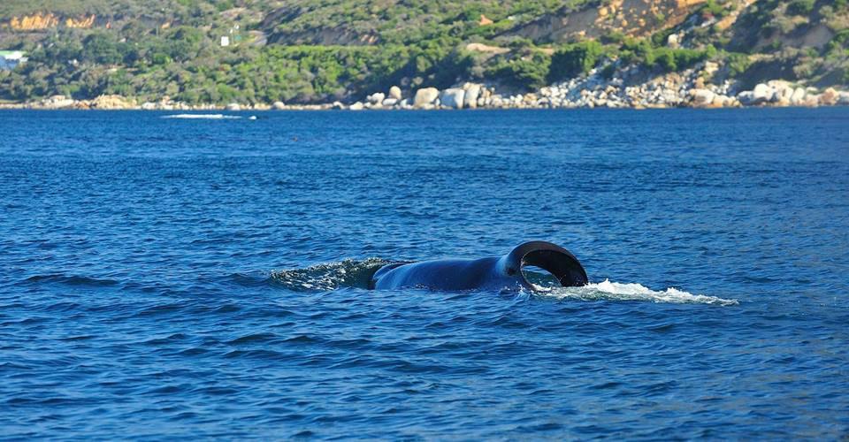 port Starboard curl tail