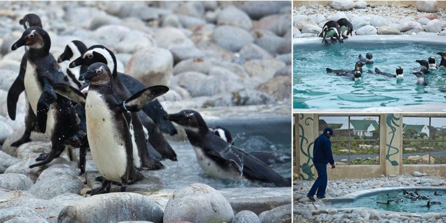 Avian Influenza and African Penguin Update