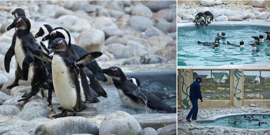 penguin avian rehab