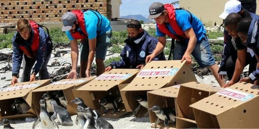 penguin avian release