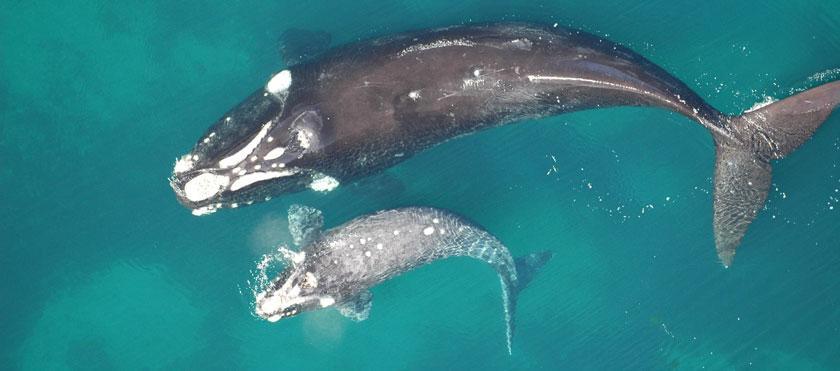 southern right whale and baby1