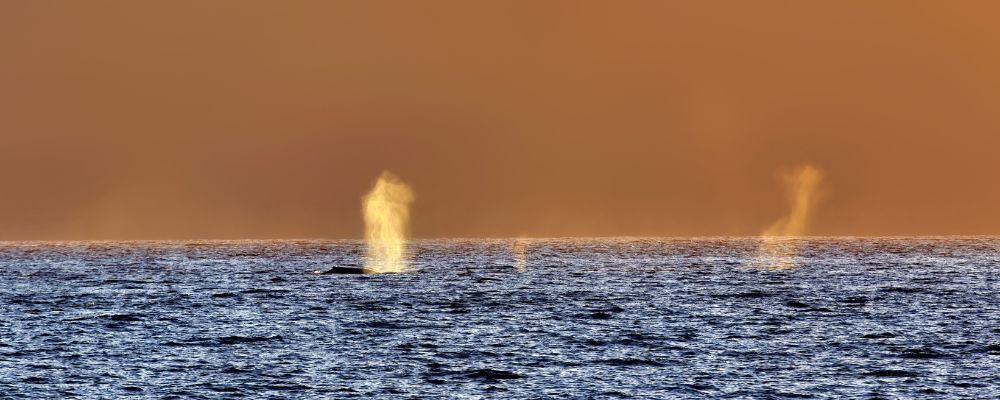 whale spout 1000 x 400