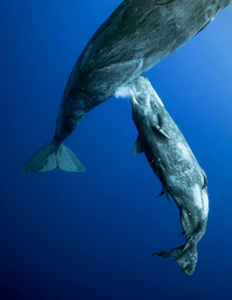Whale calf feeding Mike Korostelev