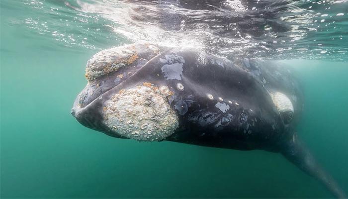 How Do Whales Sleep Hippotreedesigns | Free Download Nude Photo Gallery