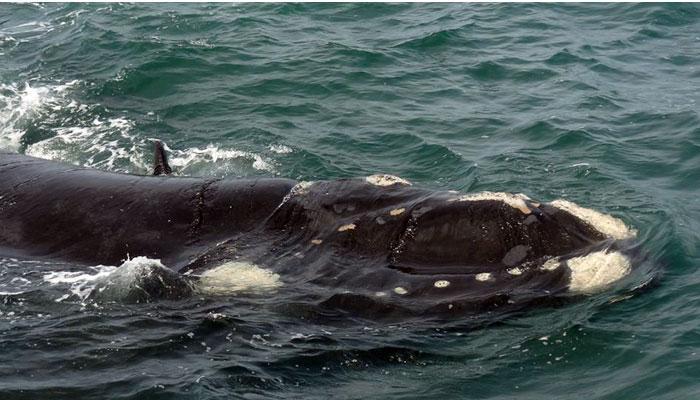 beached whales