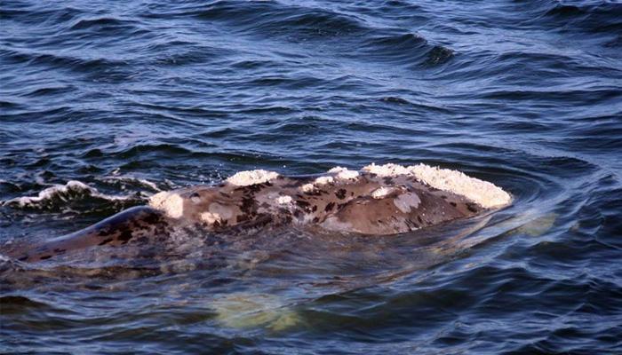 brindle whale