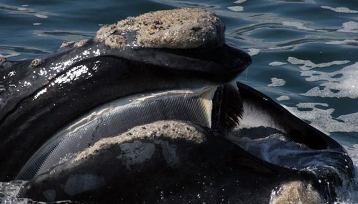 whale baleen