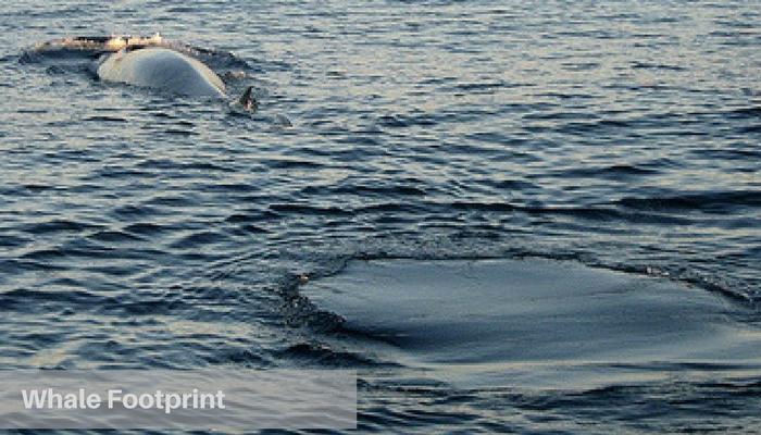 whale footprint