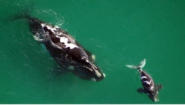 whalemum calf