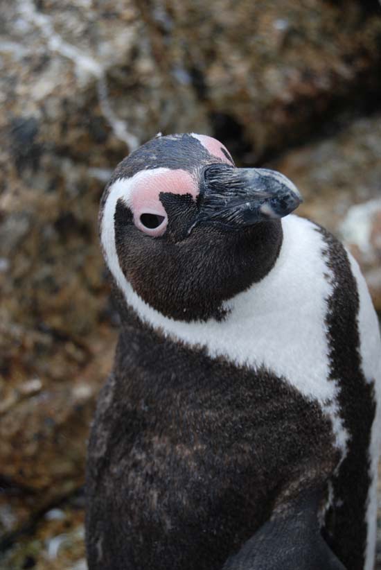 Penguins boulders 14