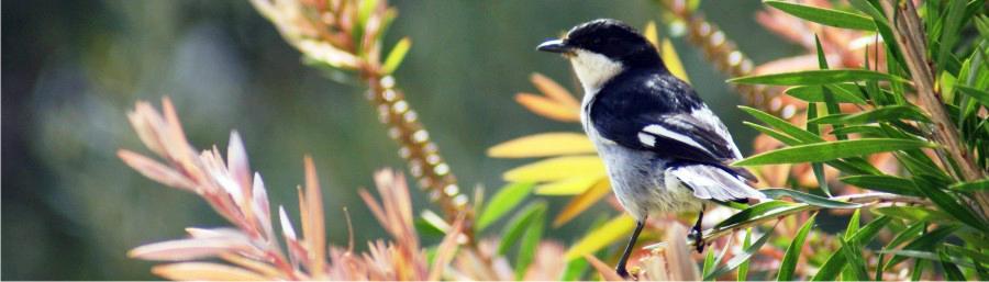 volmoed birding