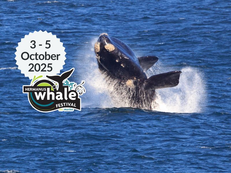 2025 Hermanus Whale Festival