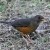 Olive thrush, a Southern African bird 