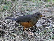 Olive thrush, a Southern African bird 