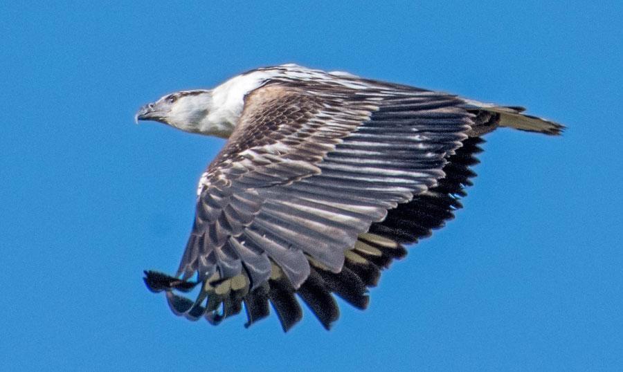 African Fish-Eagle - Visarend 