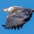 African Fish-Eagle - Visarend 