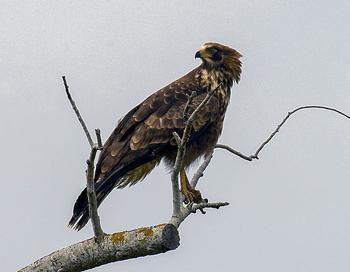 African Harrier-Hawk (Overberg Birds)