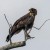 African Harrier-Hawk (Overberg Birds)