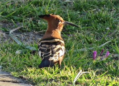 African Hoopoe - (Overberg Birds)