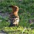 African Hoopoe - (Overberg Birds)