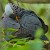 African Olive-pigeon (Geelbekbosduif) in the Overberg