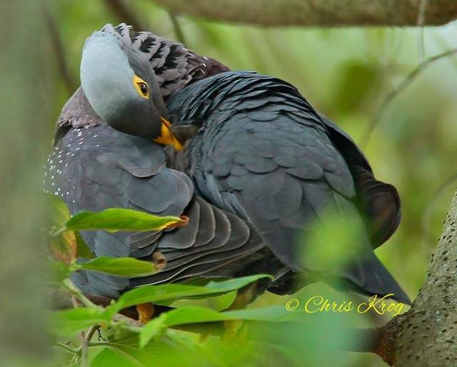 African Olive-pigeon (Geelbekbosduif) in the Overberg