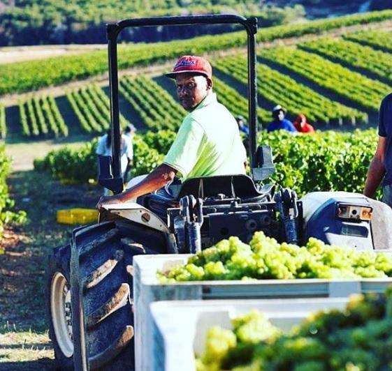 BOUCHARD FINLAYSON 2019 HARVEST – FROM THE VINEYARD TO THE CELLAR