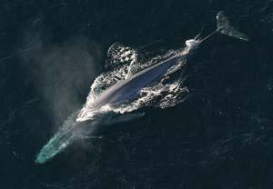 Blue Whales