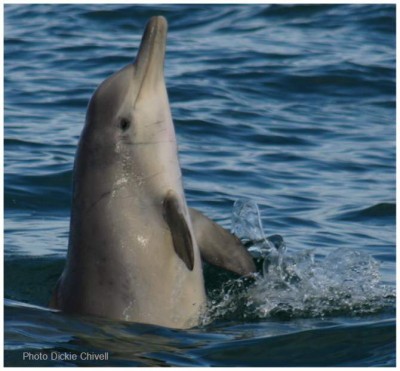  Dolphin Escapes Captivity, Finds Her Family In The Wild And Has A Baby