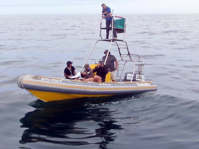 MRI Whale Unit to conduct fieldwork in Walker Bay on Bryde’s whales 