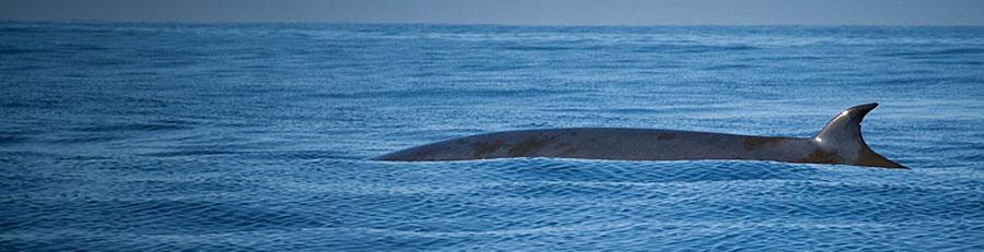 Bryde’s Whales