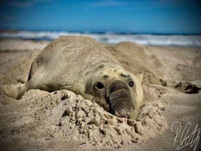 Buffel Comes Home to Moult