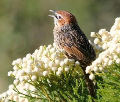 Cape Grassbird 