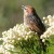 Cape Grassbird 