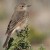 African Dusky Flycatcher 