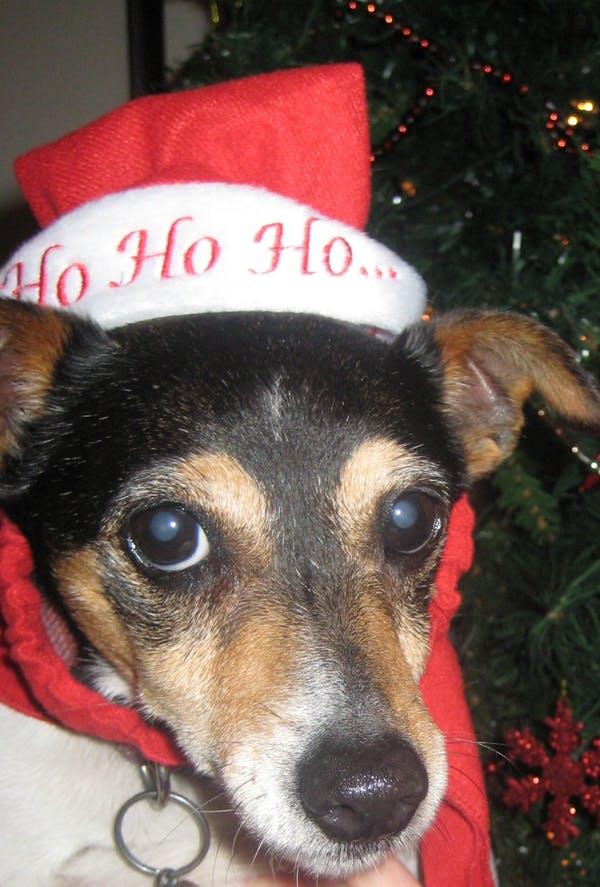Yes, you can give a pet as a Christmas gift.