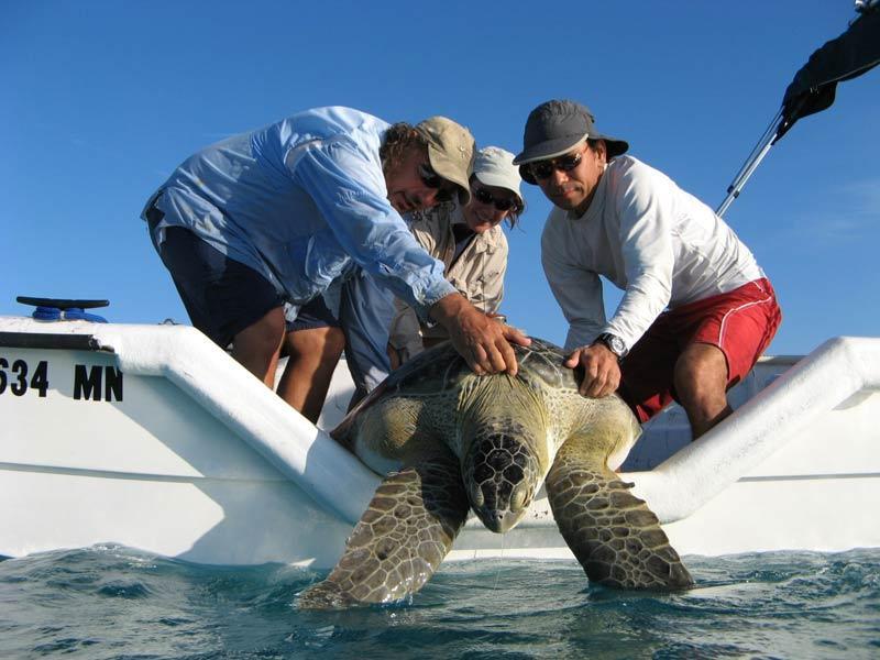 In-water sea turtle research around the Keys in Florida