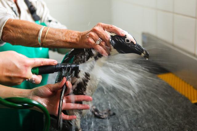 1st group of rehabilitated penguins to be released after mystery oil spill
