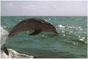 10 Facts you did not know about Bottlenose Dolphins