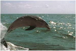 10 Facts you did not know about Bottlenose Dolphins