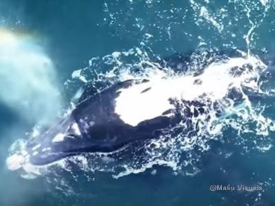 Mira, the southern right whale who returned to Hermanus after 3 years