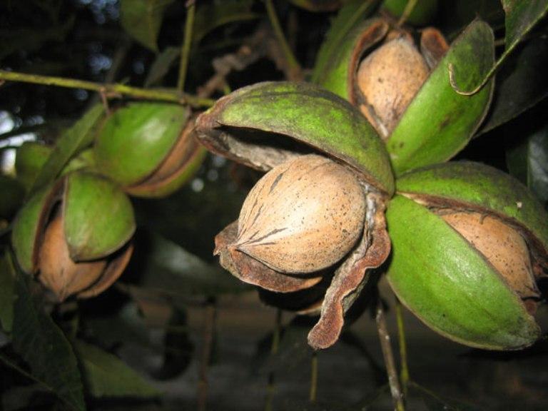 PECANS – A HARD NUT TO CRACK