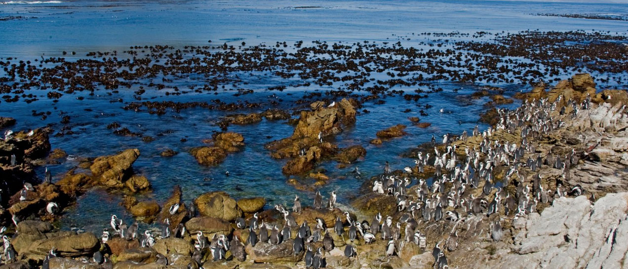 Will competition with fishermen nudge Africa’s only penguin towards extinction?