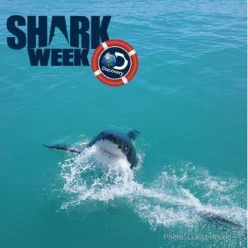  Why it matters how you watch Shark Week