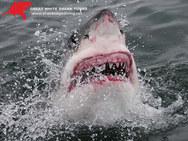 Shark Cage Diving in South Africa. Join the legend Brian McFarlane on Apex Predator