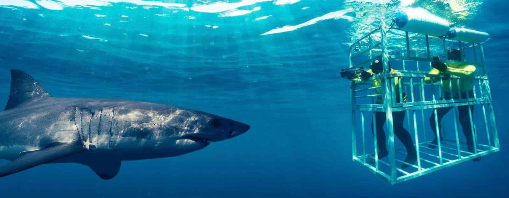 Shark Cage Diving near Shark Alley in Gansbaai, South Africa